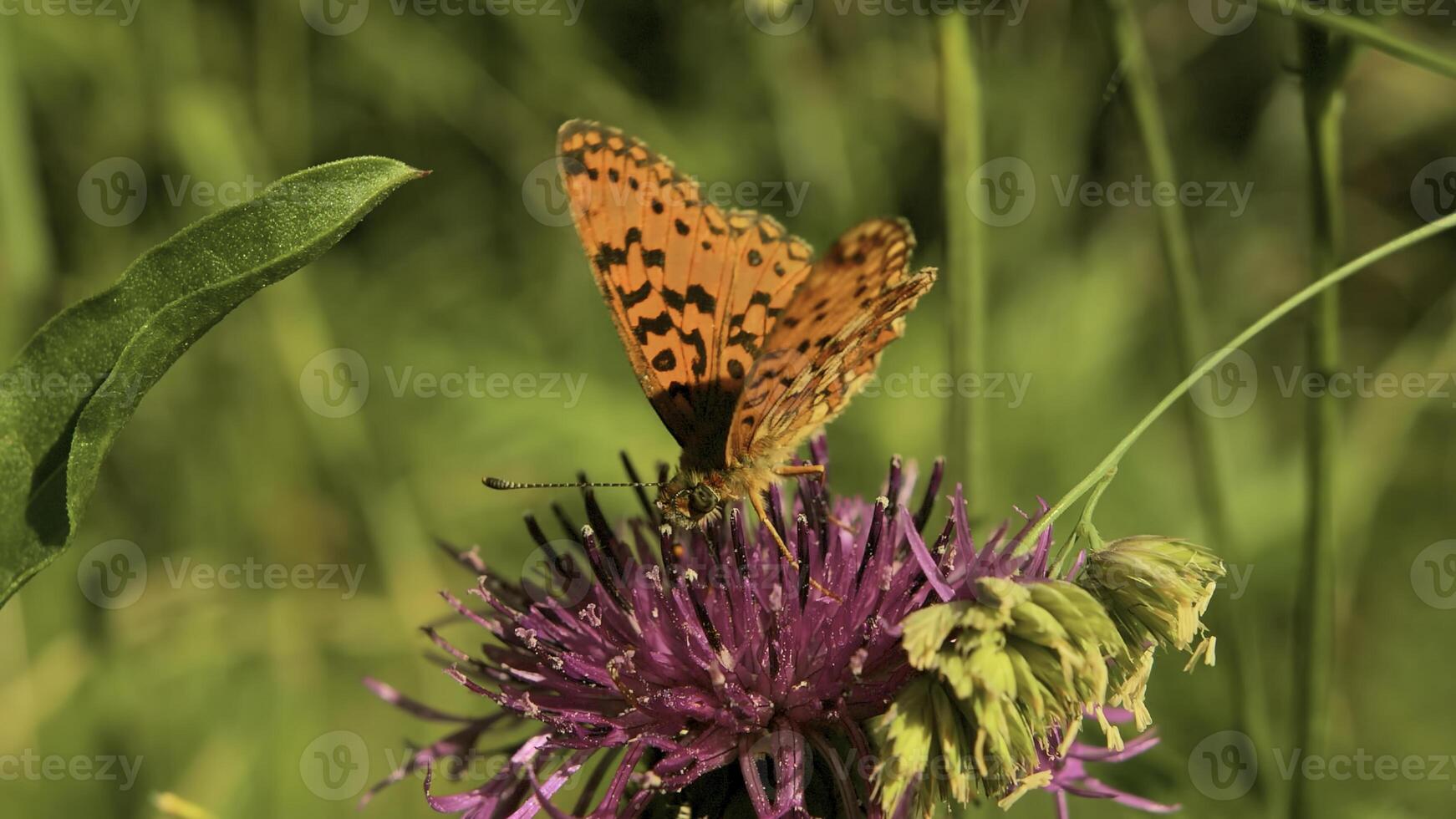 Bright butterfly on wildflower. Creative. Beautiful colorful butterfly on flower in green field. The beauty of butterfly on flower in sunny meadow photo