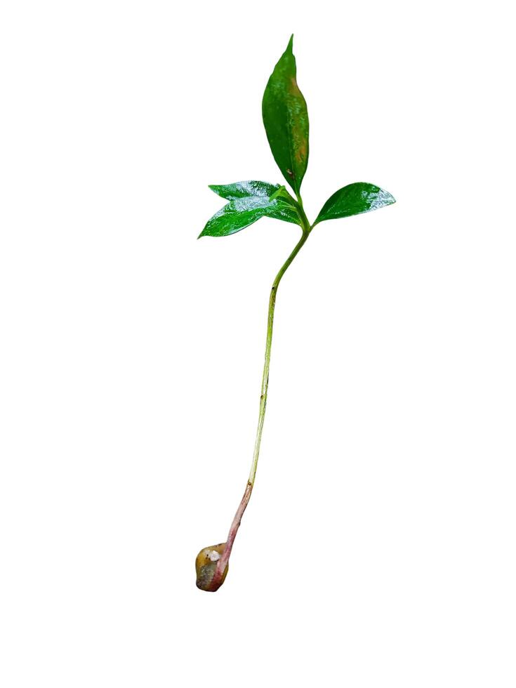 Young sprout of a plant photo
