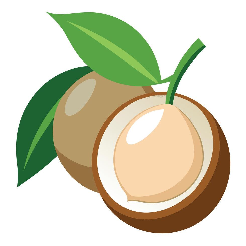 Coconut illustration white background vector