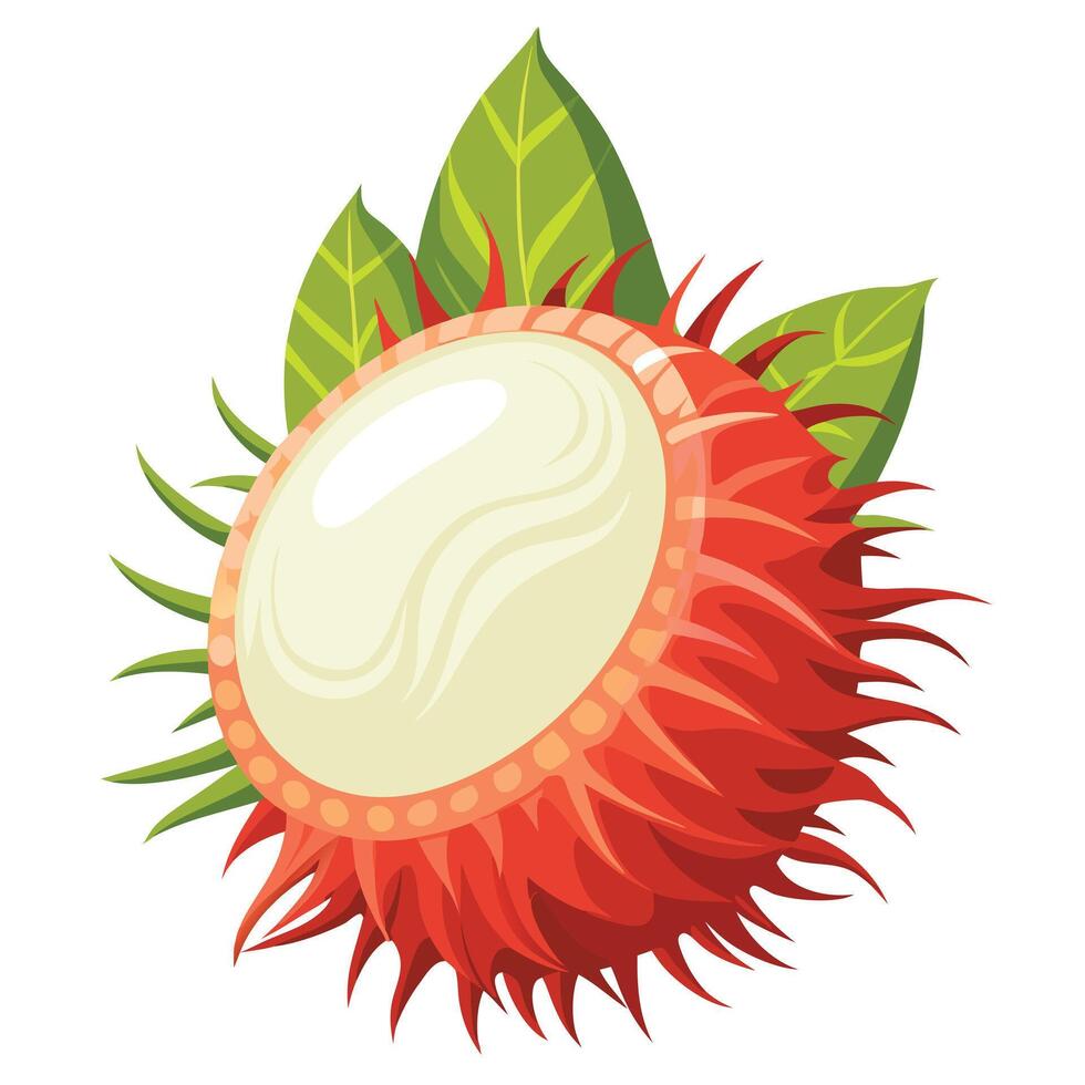 Rambutan fruit with leaves illustration vector
