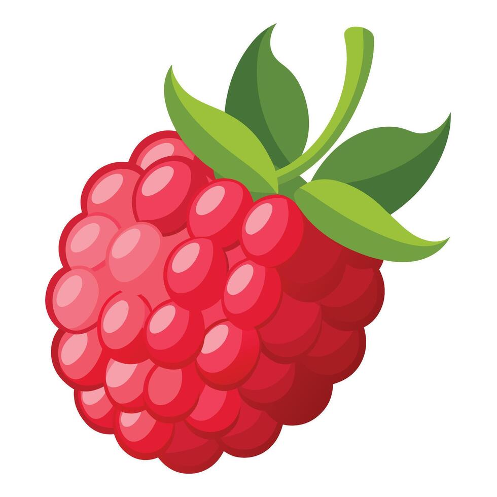 Raspberry fruit illustration vector