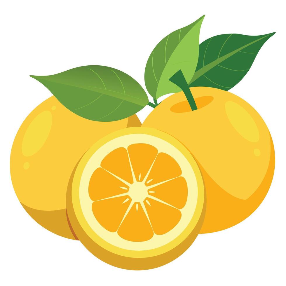 Orange fruit white background vector