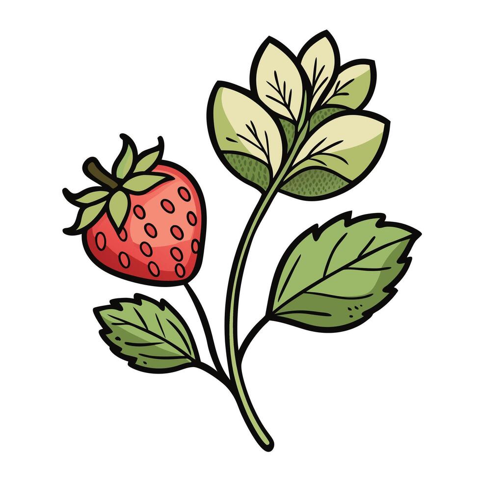 Strawberry illustration white background vector