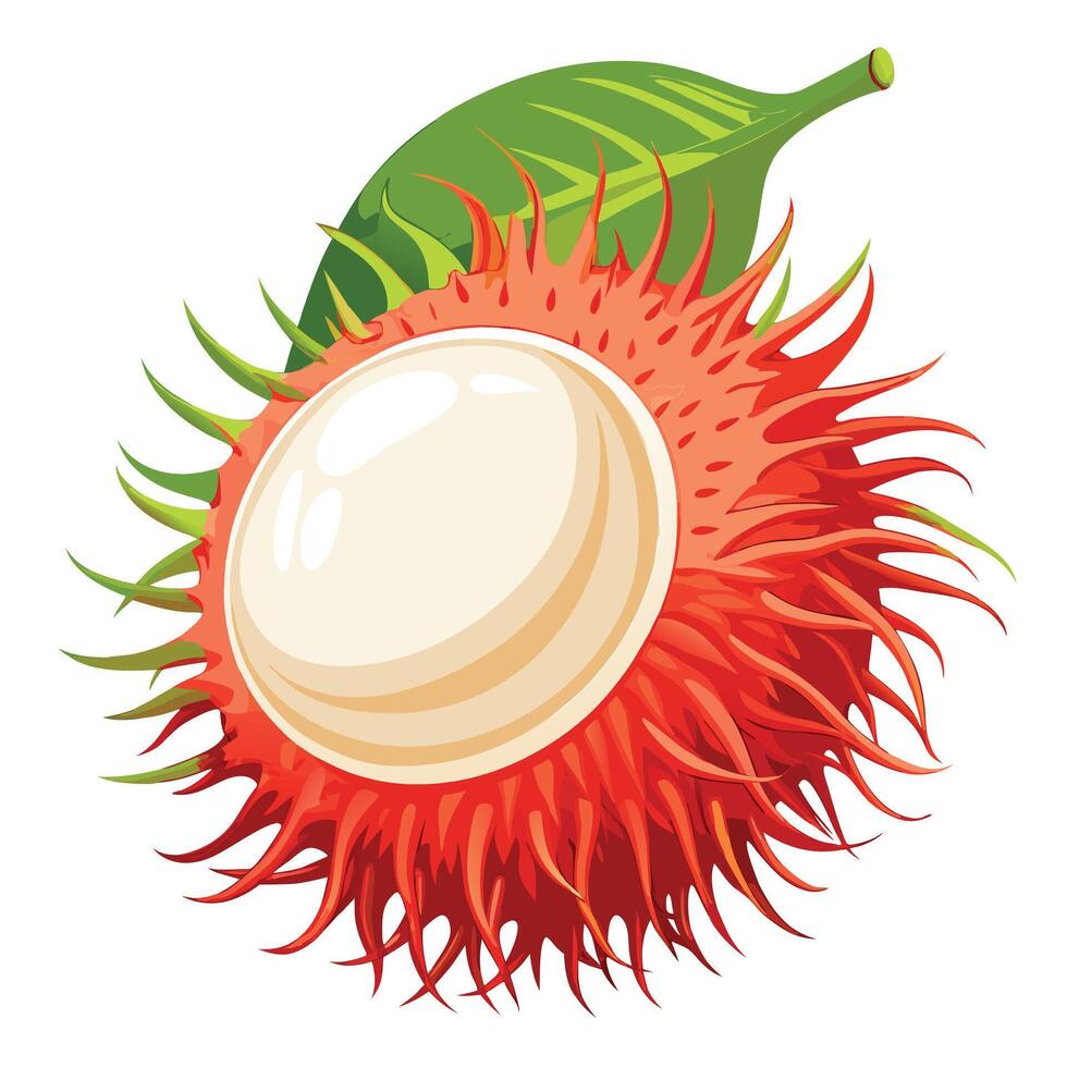 Rambutan fruit with green leaves illustration vector