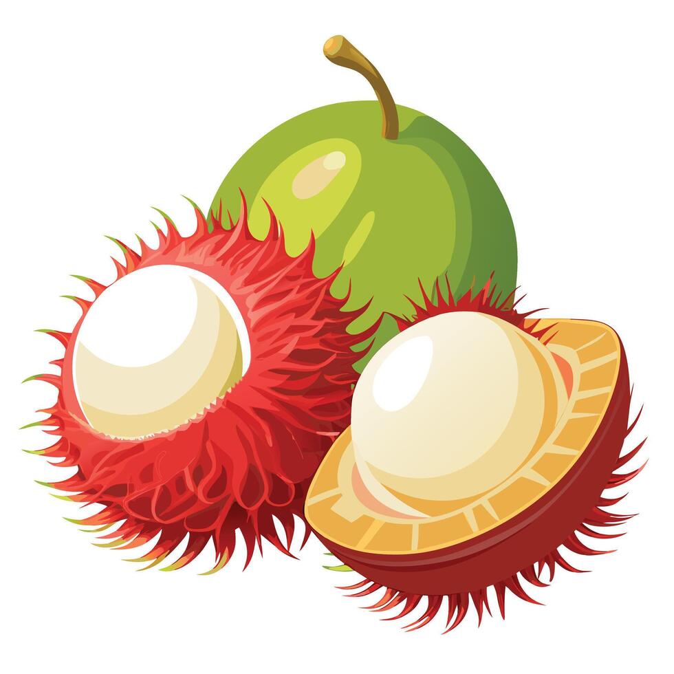 Rambutan fruit white background vector