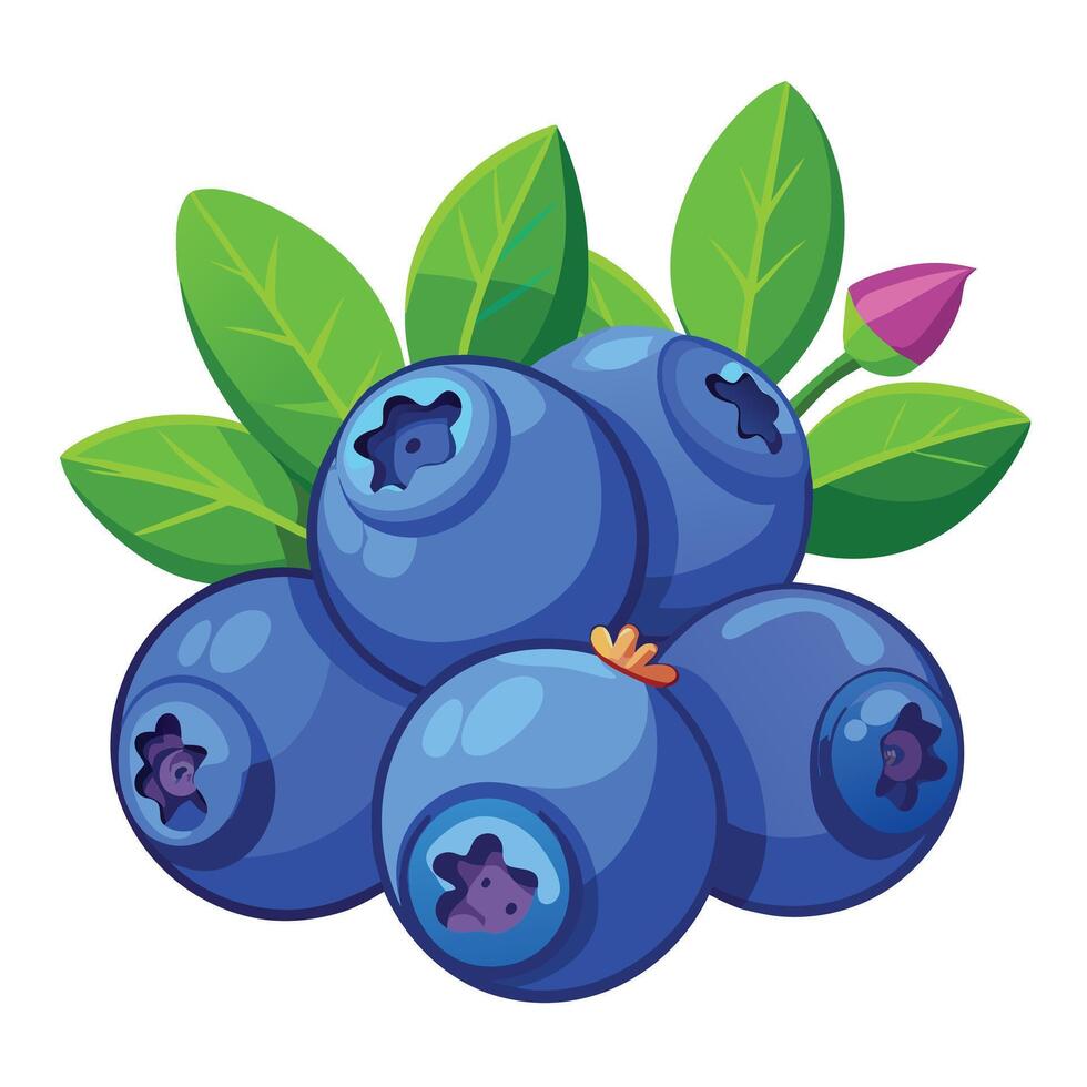 Blueberry fruit illustration vector