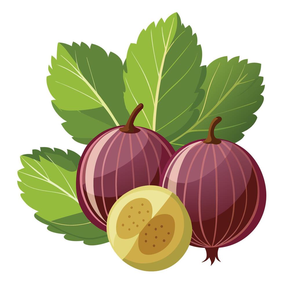Two ripe red gooseberries with leaves on a white background vector
