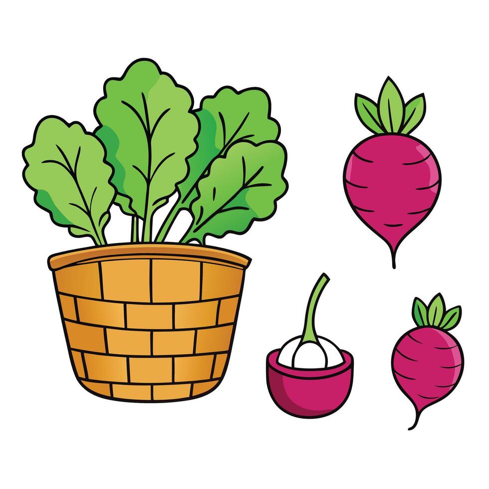 Beetroot and garlic in a basket illustration vector