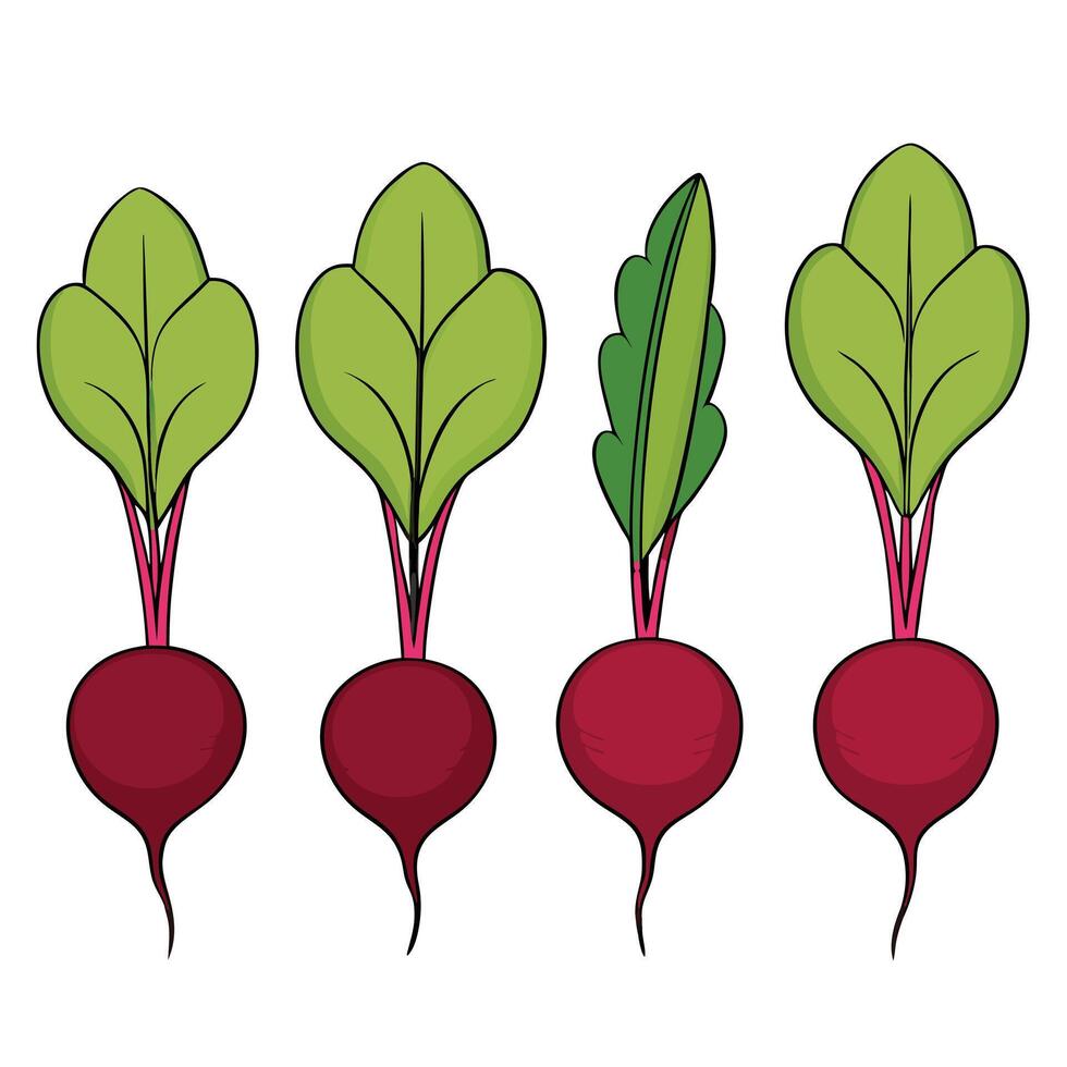 Three beets with leaves on a white background vector