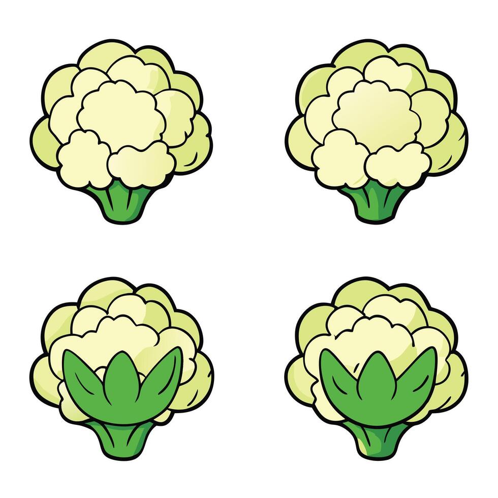 Cauliflower illustration white background vector