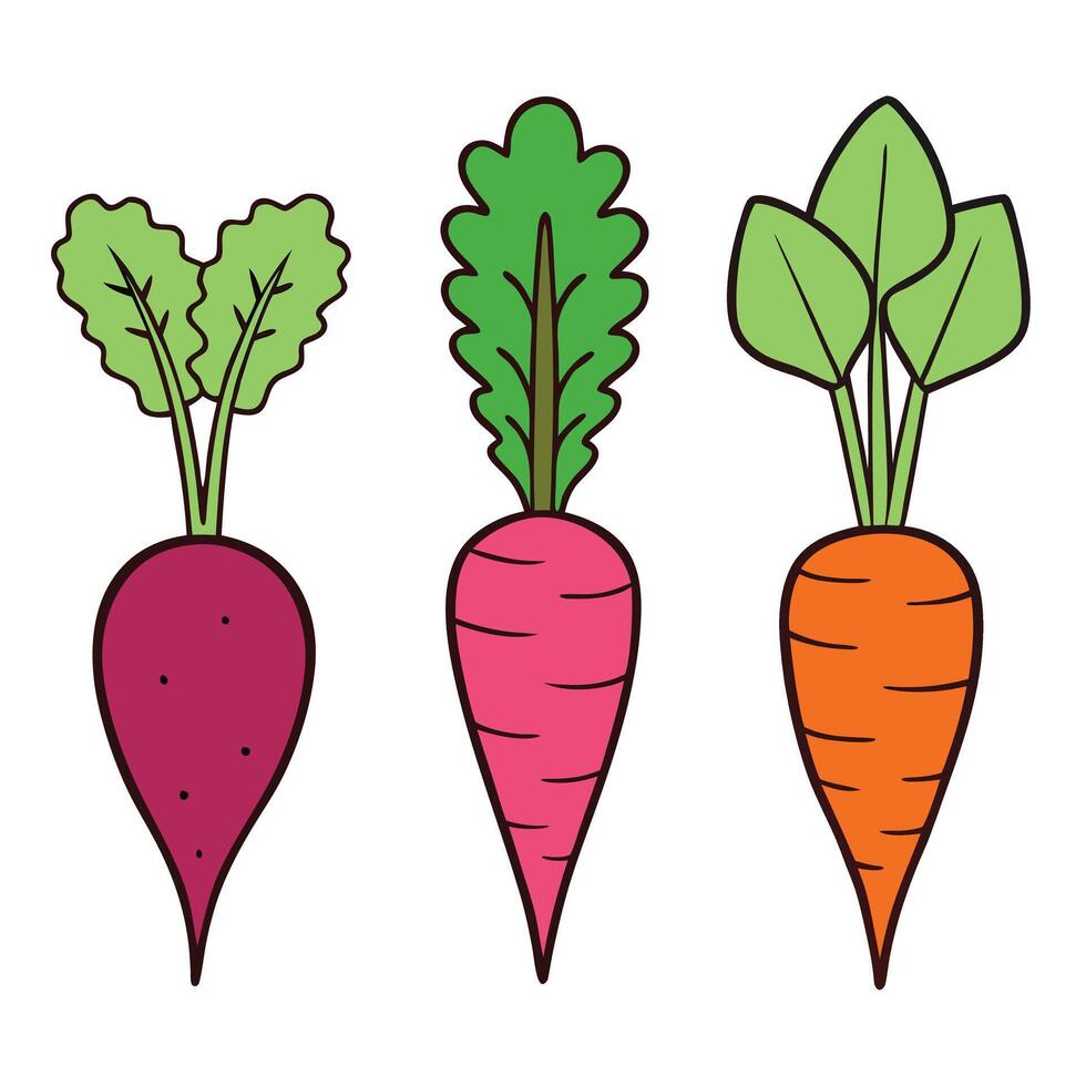 Three carrots with leaves on them vector