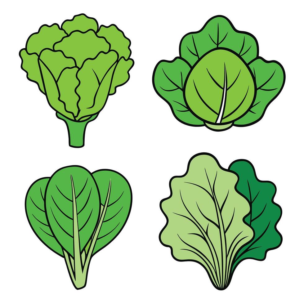 A set of four different types of leafy vegetables vector