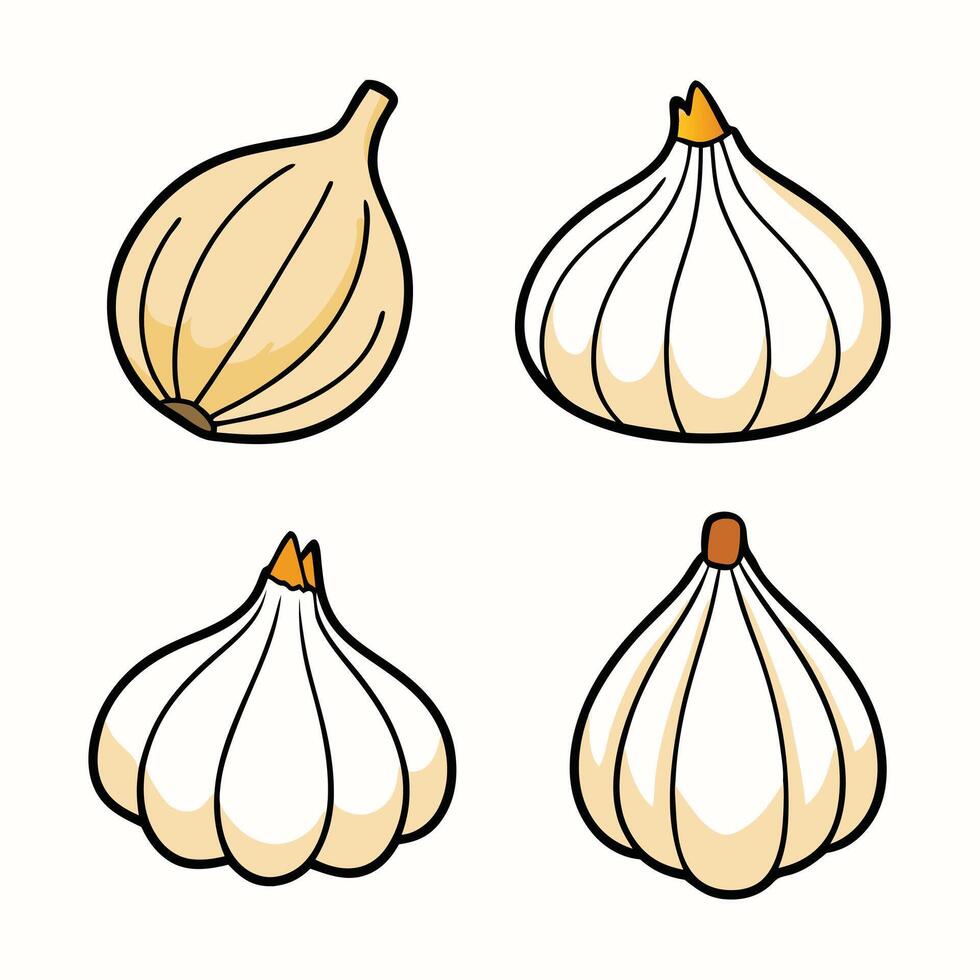 Garlic cloves set of four different types of garlic vector