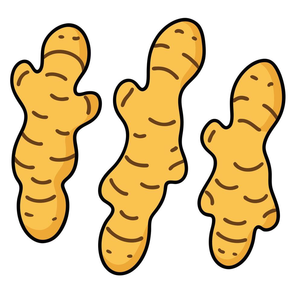 Three ginger root vegetables on a white background vector