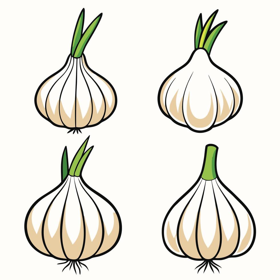 Four garlic bulbs on a white background vector