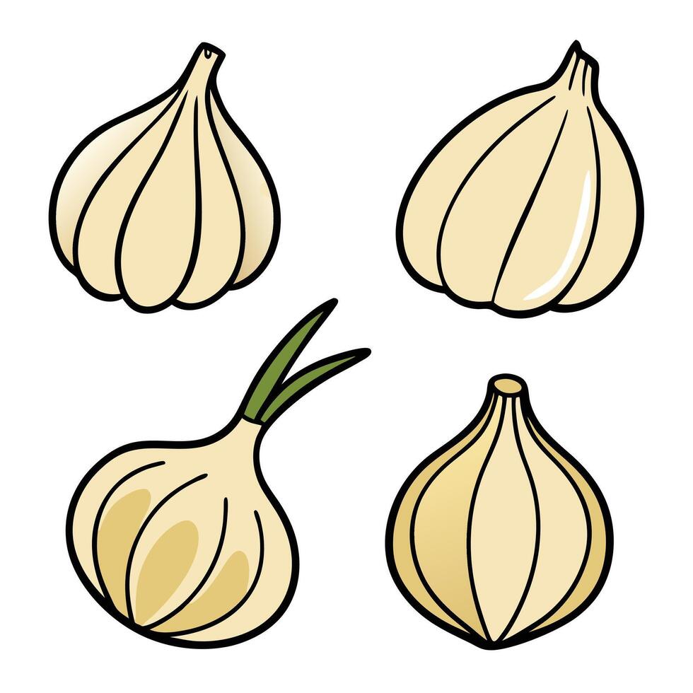 Garlic cloves set of four different types of garlic vector