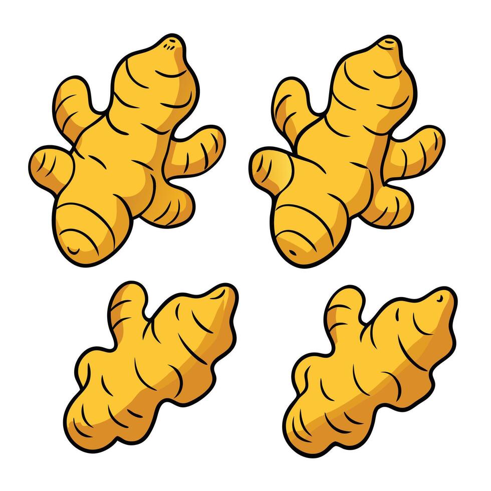 A set of four ginger root vegetables vector