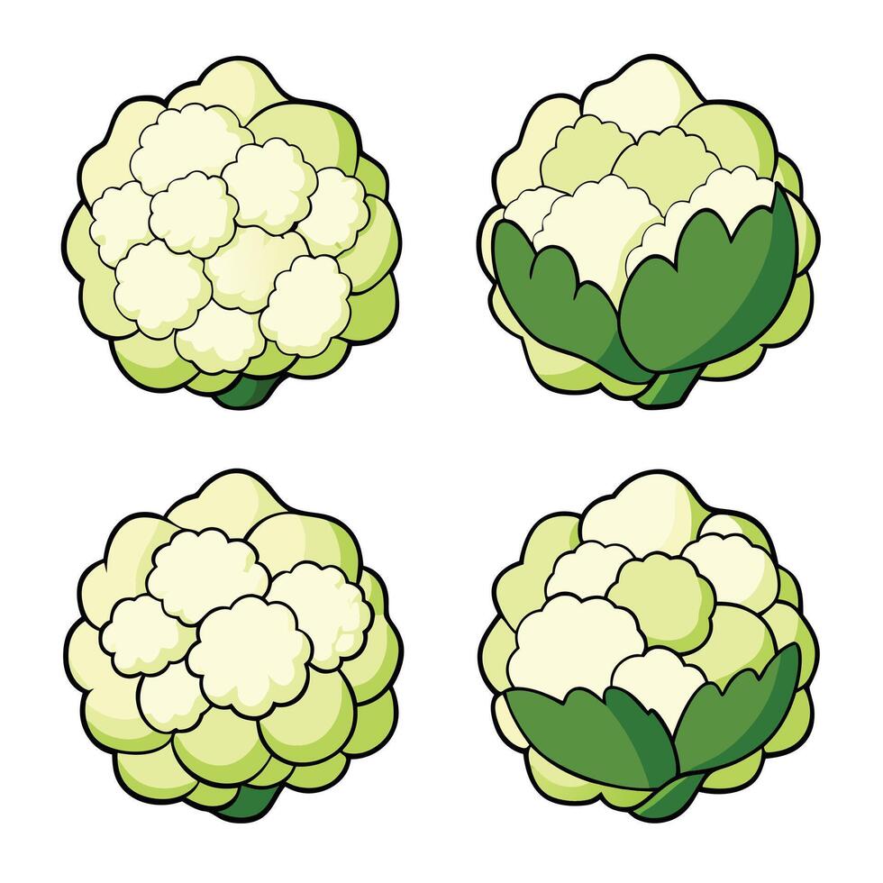 Cauliflower illustration white background vector
