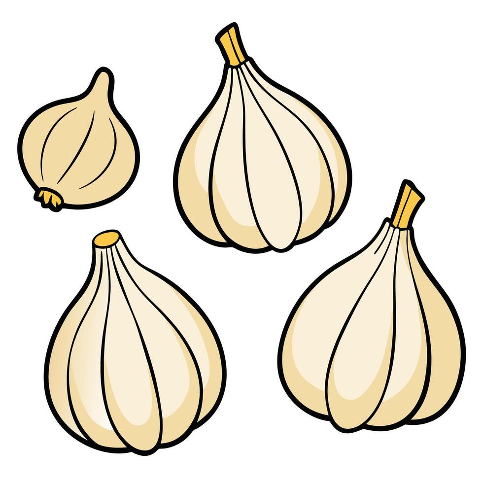 Three garlic bulbs on a white background vector