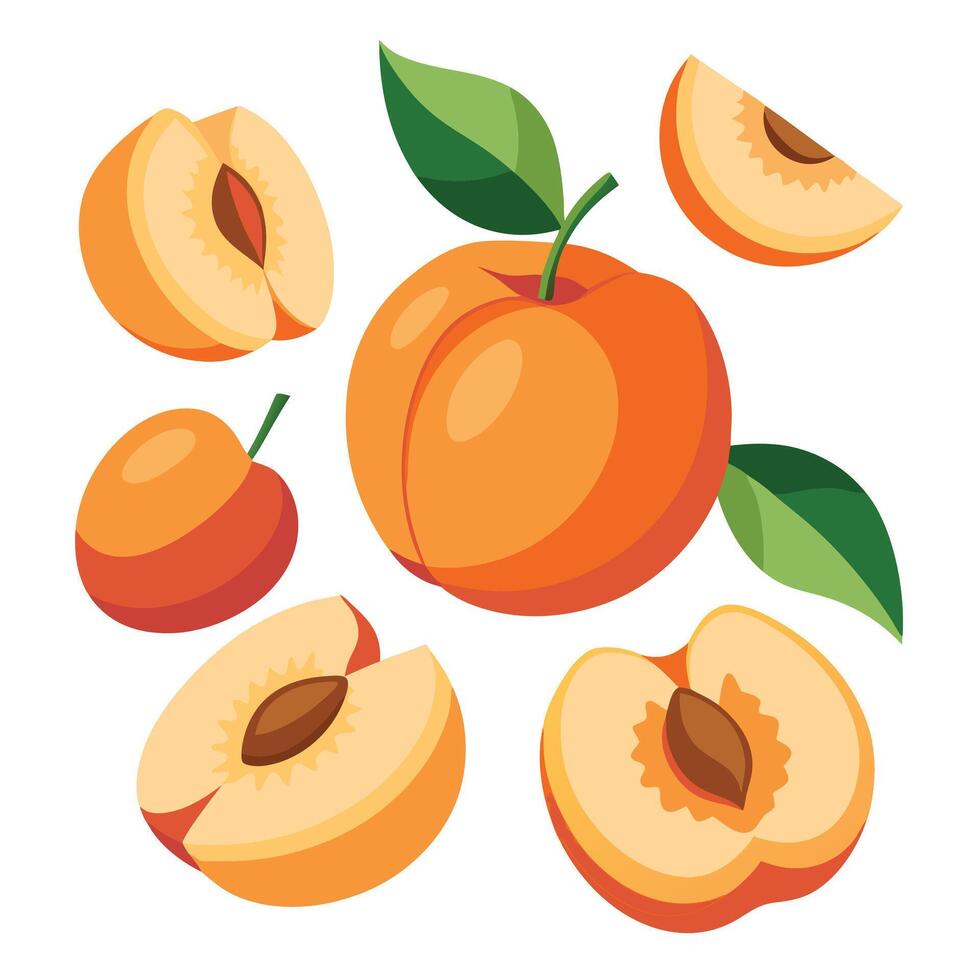 Peach fruit illustration vector