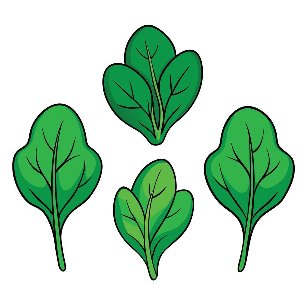 Spinach leaves illustration vector