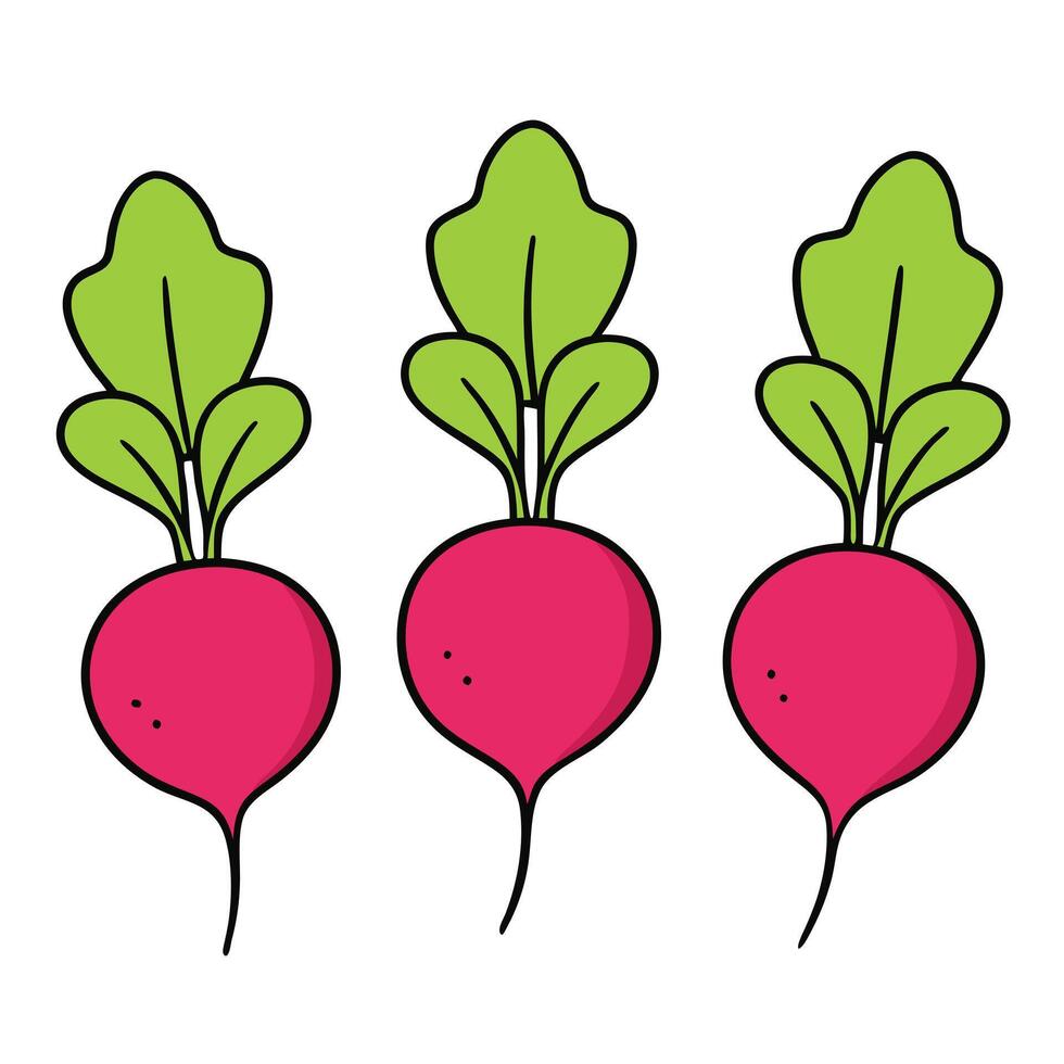 Three radishes are shown on a white background vector