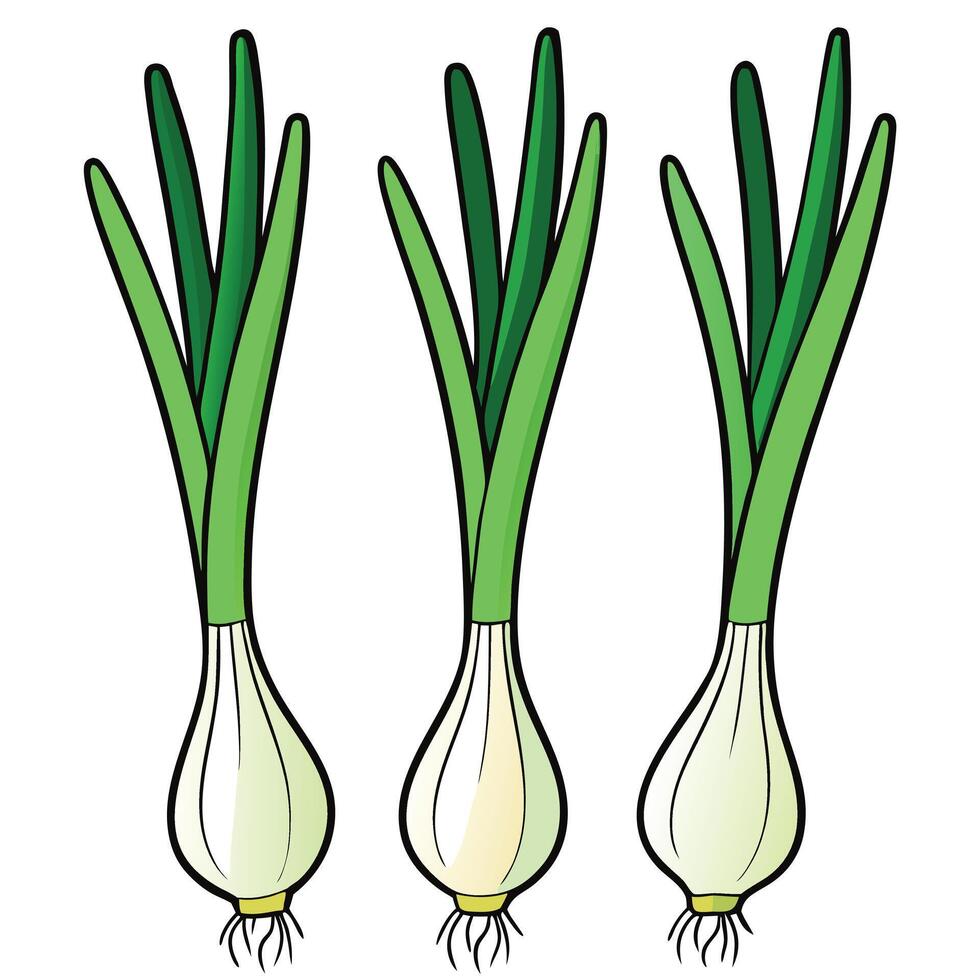 Three onions are shown on a white background vector
