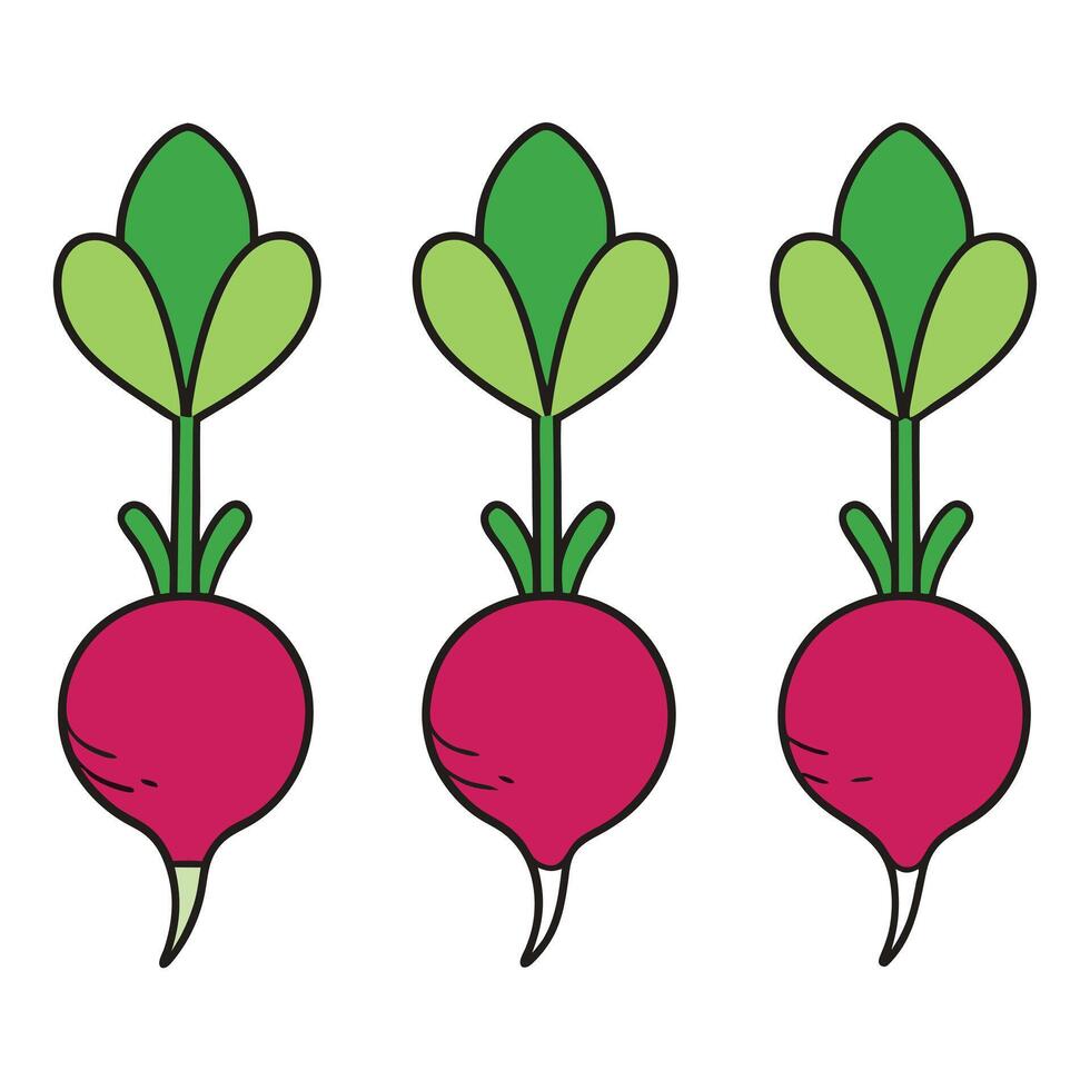 Three radishes with leaves on them vector
