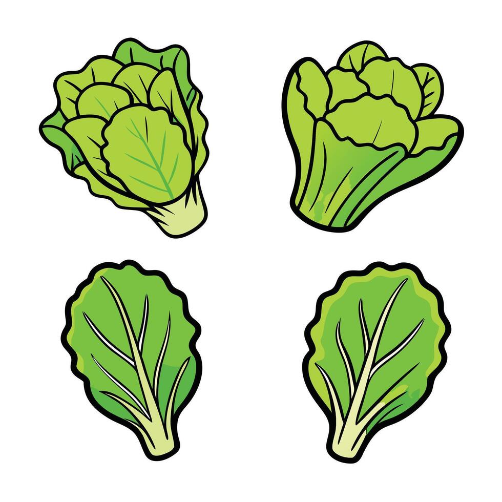 Lettuce leaves set illustration vector