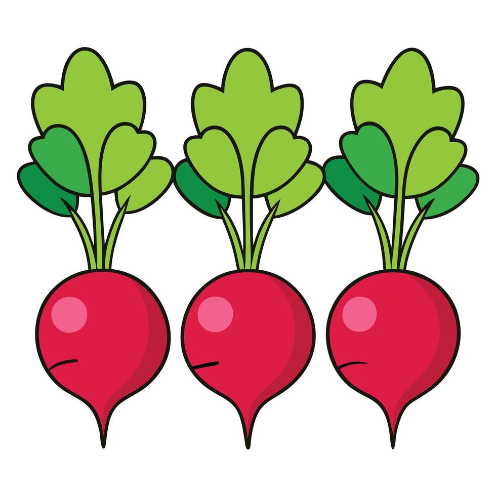 Three red radishes with leaves on them vector
