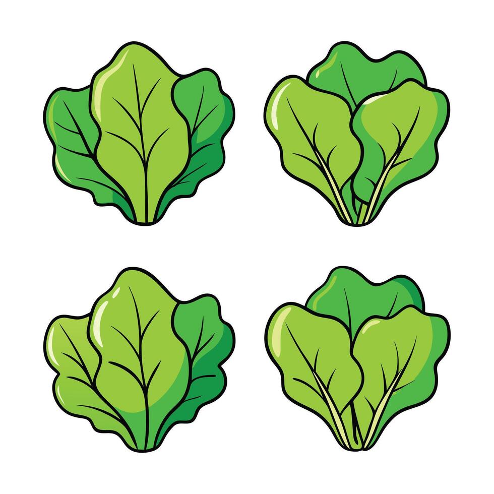 A set of four different types of lettuce vector