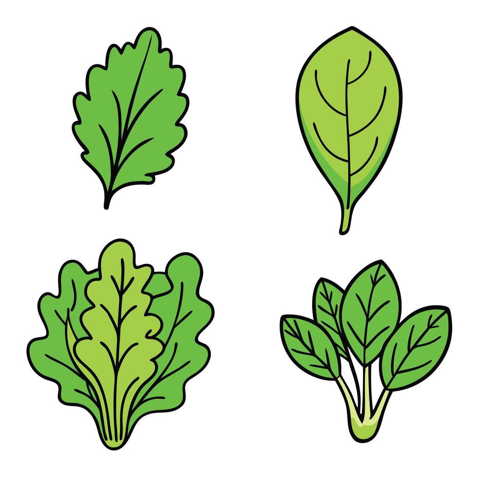 A set of four different types of leafy vegetables vector