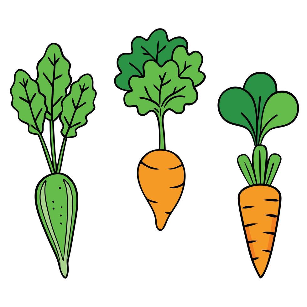 Carrots and radishes on a white background vector