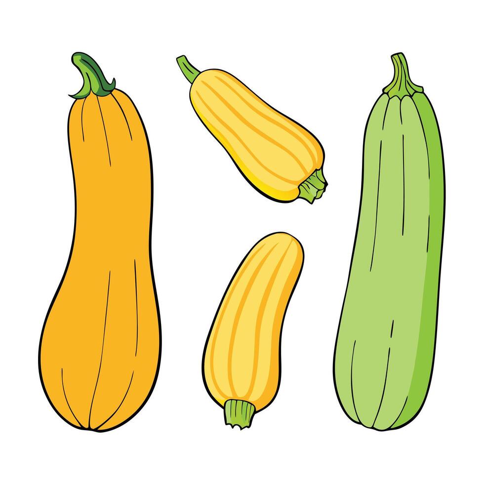illustration of zucchini, yellow and green vector