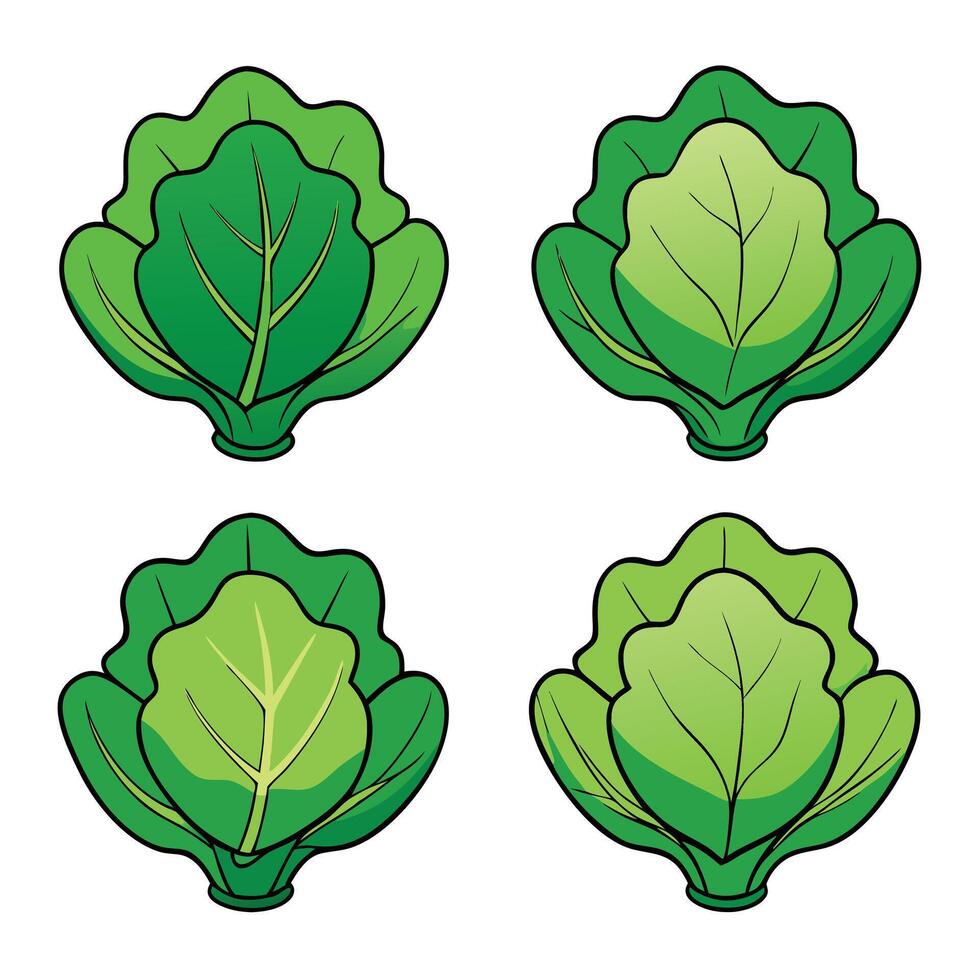 A set of four different types of cabbage vector