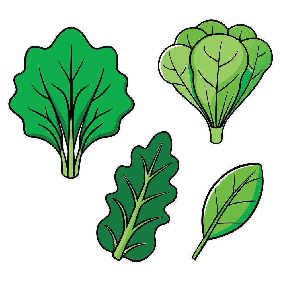 A set of green leafy vegetables on a white background vector