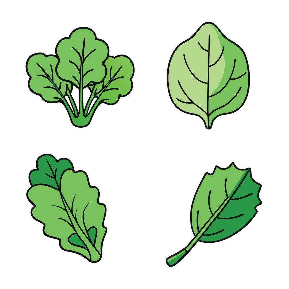 A set of four different types of leafy vegetables vector