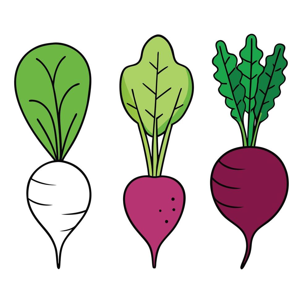 Three different types of beets on a white background vector