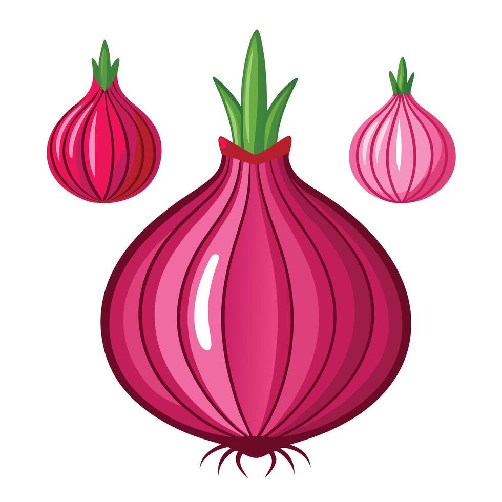 An onion and two other onions are shown vector