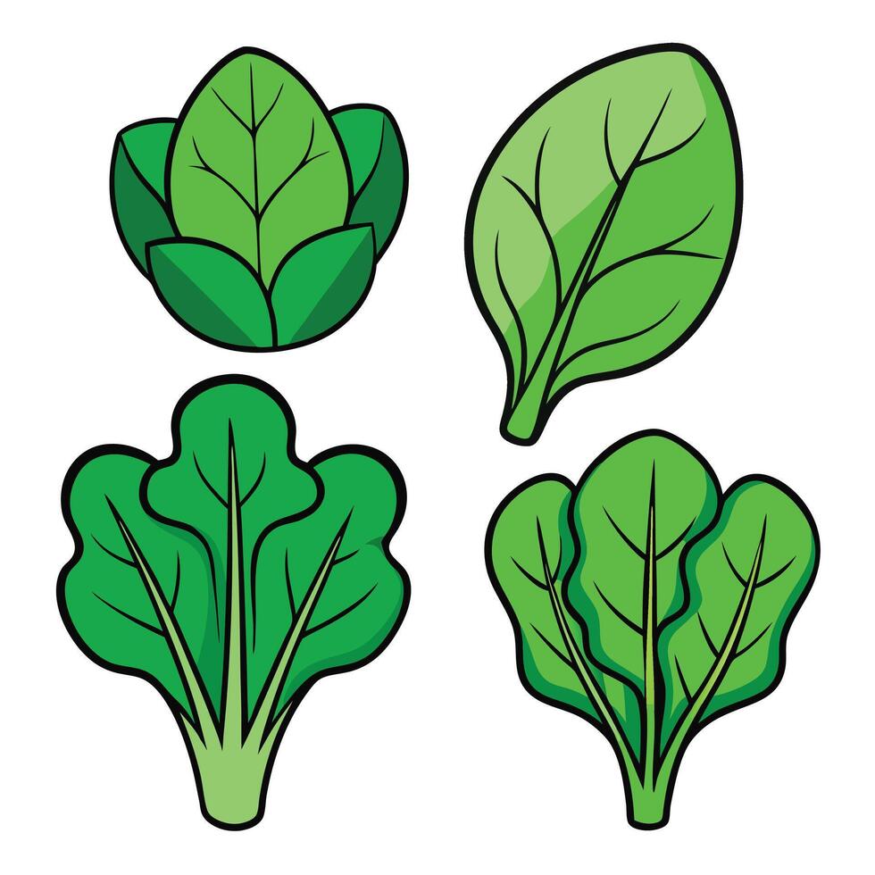 A set of four different types of leafy vegetables vector