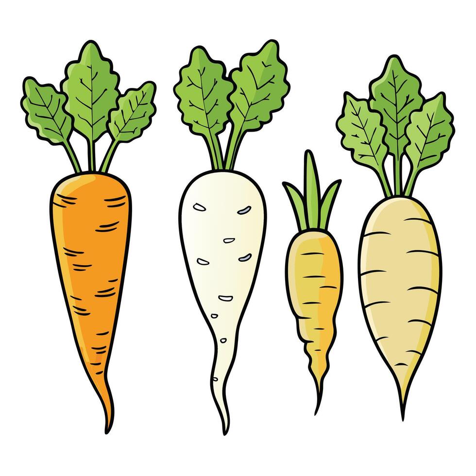 Carrots illustration white background vector