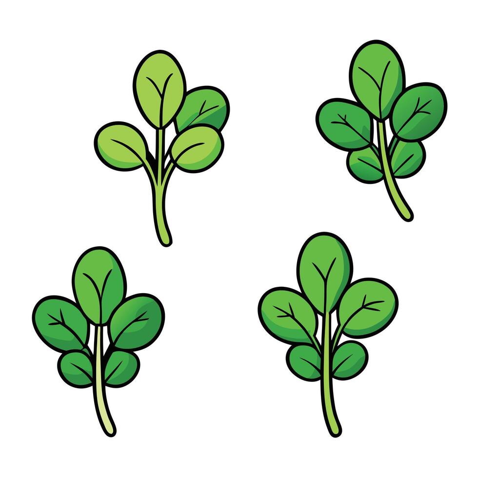 Four different types of spinach leaves on a white background vector