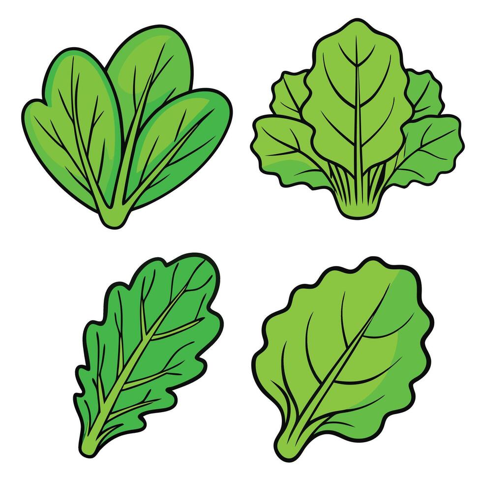A set of four different types of leafy vegetables vector