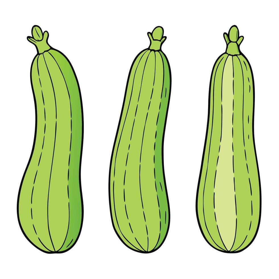 Three green zucchini on a white background vector