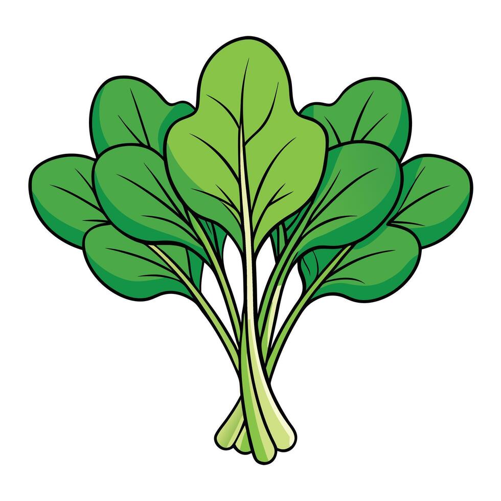 Spinach vegetable illustration illustration vector
