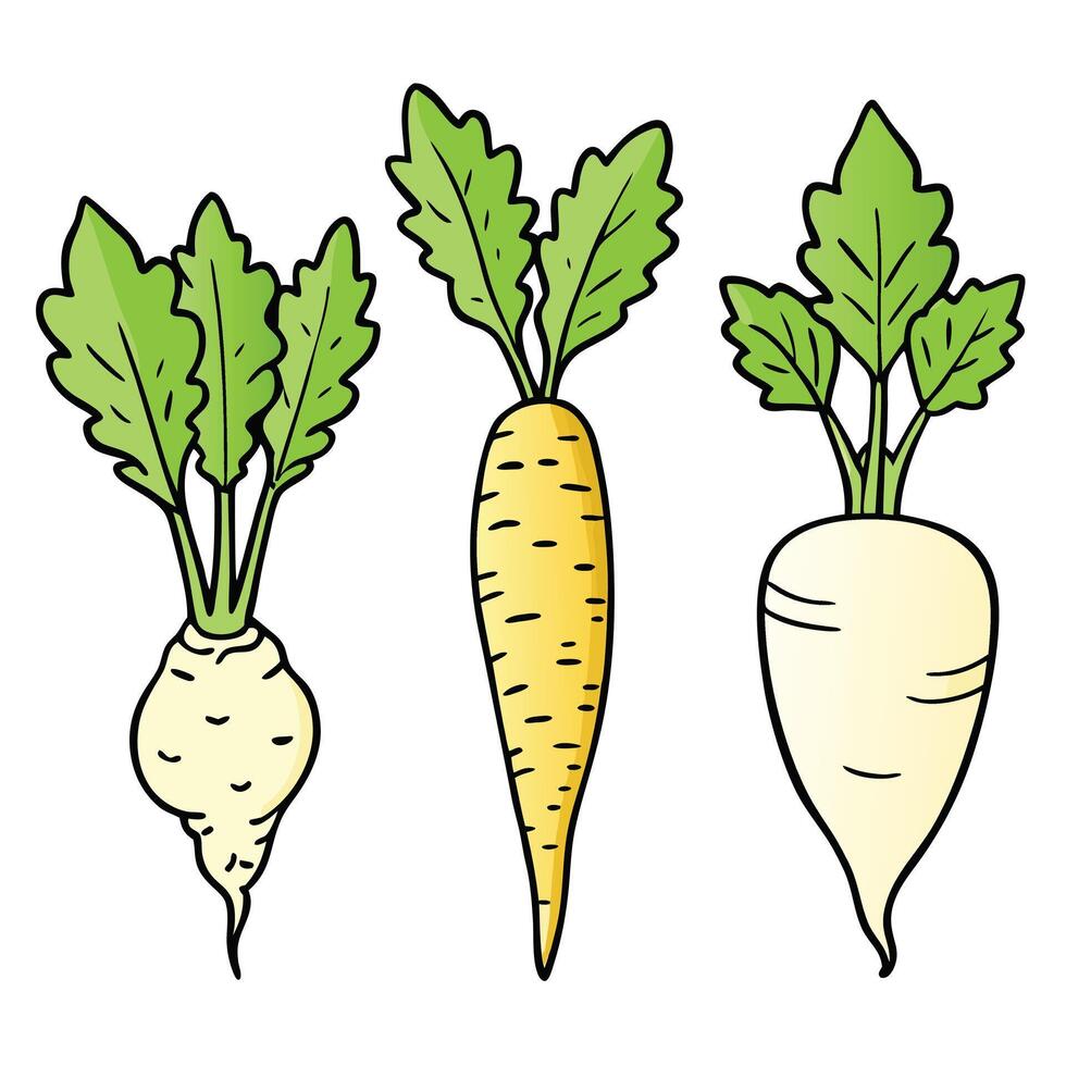 Three different types of carrots are shown vector