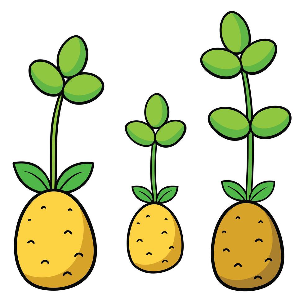 Potato plant illustration vector