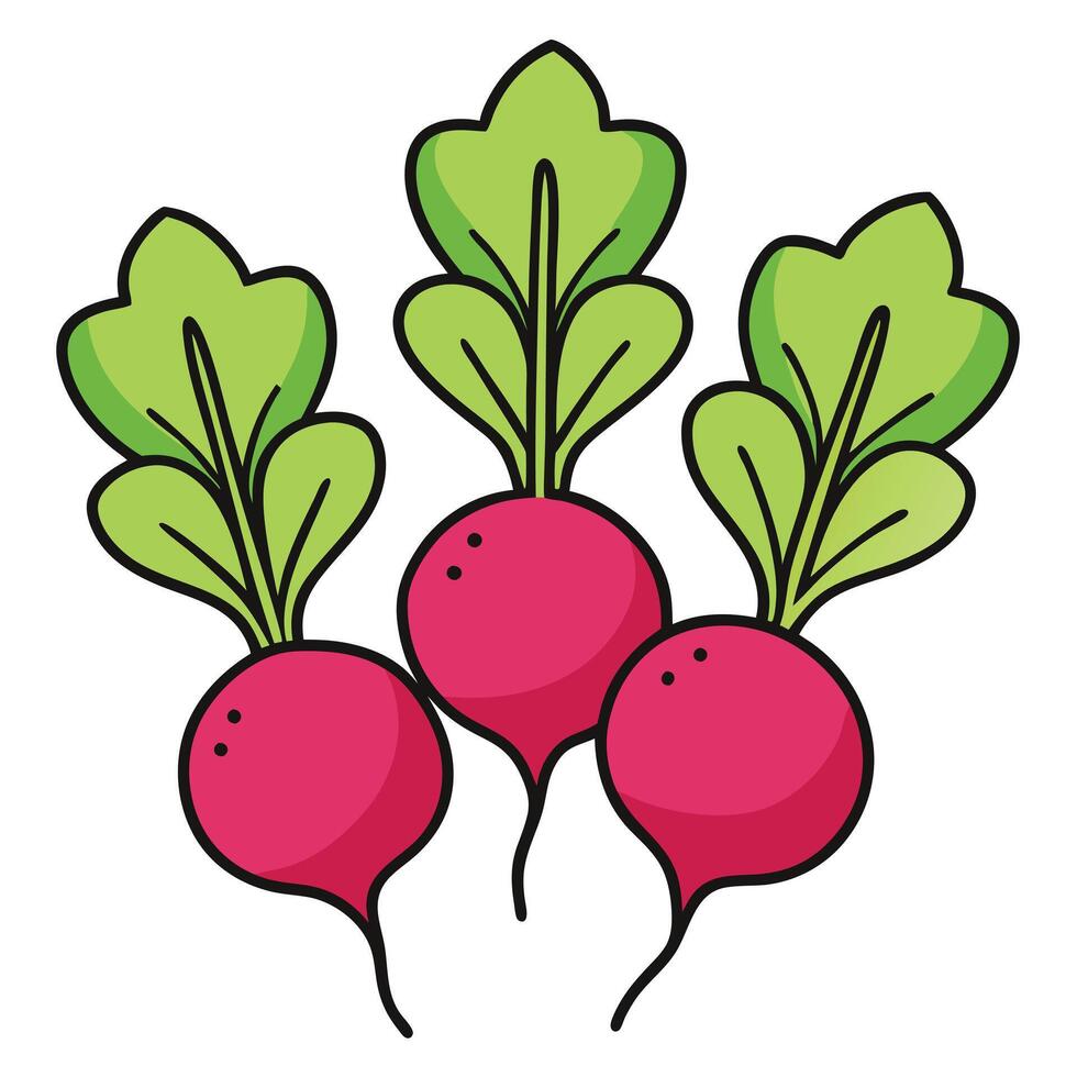 Three radishes on a white background vector