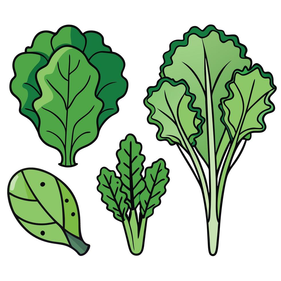 A set of vegetables including kale, cabbage, and spinach vector