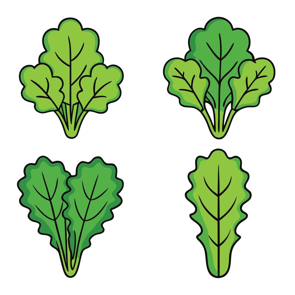 A set of four different types of leafy vegetables vector